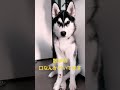 シベリアンハスキー パピー 子犬 犬のいる暮らし siberianhusky 犬のいる生活 ハスキー 犬動画 犬 dog