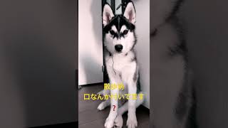 #シベリアンハスキー #パピー #子犬 #犬のいる暮らし #siberianhusky #犬のいる生活 #ハスキー #犬動画 #犬 #dog