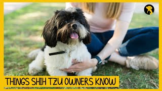 8 Things Only Shih Tzu Dog Owners Know