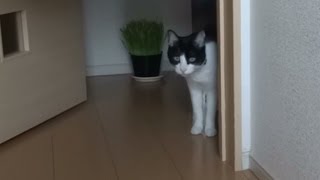 違いがわかる猫 - 玄関開けたら2秒でにゃんこ♪ -