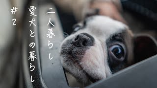 【二人暮らし】【愛犬との暮らし】ボストンテリア初めてのお医者さん。　VOLG＃２