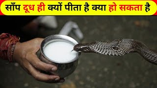 साँप दूध ही क्यों पीता है  क्या हो सकता है | Why does snake drink only milk?