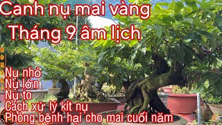 canh nụ mai vàng tháng 9 âm lịch | nự nhỏ - nự vừa - nụ to , phân 10-60-10 , siêu lân , lân .....