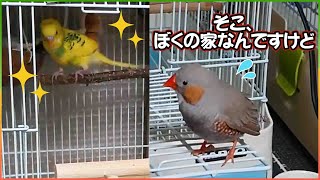 Budgerigar sitting in a zebra finch house