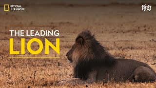 The Leading Lion | War Of The Lions | हिन्दी | Full Episode | S1- E1 | National Geographic