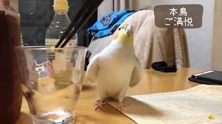 音真似するオカメインコさくら