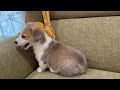 【no.178448 ウェルシュ・コーギー・ペンブローク♂】ペットショップ犬の家＆猫の里豊田店