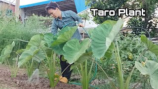 How to Grow Taro Plant at Home / Easy way to grow Taro Root for beginners