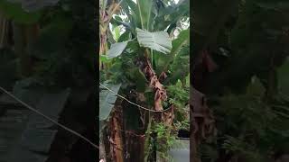 କଦଳୀ ଗଛର ଉପକାରିତା #banana #plants #gardening #youtubviralvideo #benifitofbananatree