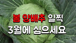 봄 양배추 모종 심는시기➡️3월중순 일찍 심으면 벌레없이 잘 키울수 있어요 봄 양배추 심는방법