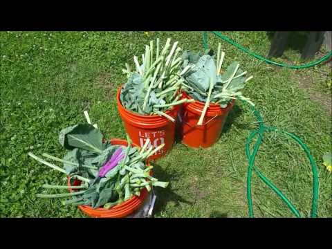 Pruning Brussels Sprouts in my Raised Beds Pruning Brussels Sprouts in my Raised Beds