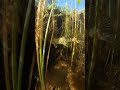 norther Pike in shallow Clearwater in Finland #insta360x4 #insta360 #insta360diving #fishing