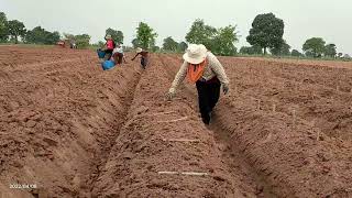 Cassava planting technique and Row set up បច្ចេកទេសលើករង និង បច្ចេកទេសដាំដំឡូងមី