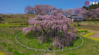 【三春滝桜】ドローン空撮映像（６０秒）