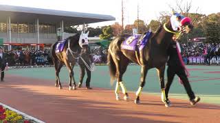 第64回 東京大賞典（GⅠ）｜パドック全頭｜優勝馬：オメガパフューム｜大井競馬場