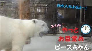 【しろくまピース】13時🕐やっとお目覚めピースちゃん♪　2022/3/23　とべ動物園