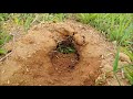 공원 엄마 토끼의 아기 낳을 굴 파기 mother rabbit digging hole