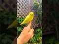 The bird is very hungry but looks very beautiful 🐦 #shorts #facts #viral #youtubefeed