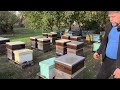 Бджільництво Братів Стрюк 🐝 Полтавщина 🍯