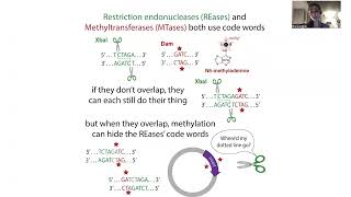Analytical/diagnostic restriction enzyme digests