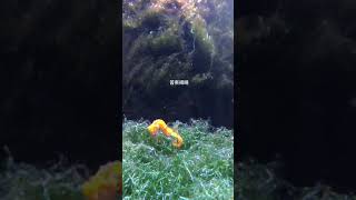 【Gary’s Fish 蓋瑞魚樂圈】新朋友｜海馬｜吻海馬｜水族｜波賽頓坐騎｜Hippocampus reidi｜Seahorse