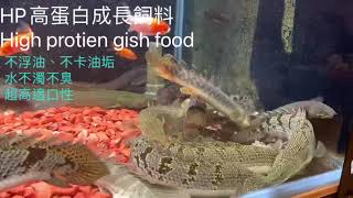 HP高蛋白成長飼料007-恐龍 虎魚