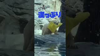 どんどん逞しくなっていく男鹿水族館GAOのホッキョクグマ·ᴥ·フブキ　#Shorts