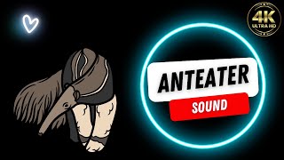 anteater sound | anteater sound video | anteater video | anteater | animal sound | Animal video