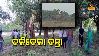 ହାତୀ ଆକ୍ରମଣରେ ପୁଣି ଜଣେ ବୃଦ୍ଧାଙ୍କର ମୃତ୍ୟୁ | NandighoshaTV