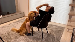 暑すぎてのんべんだらりとしてる飼い主の「おいで」の一言を健気に待つゴールデンレトリバー