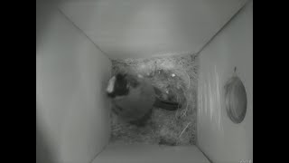 Nestbox 20180910/05:00 - 587 frames with movement