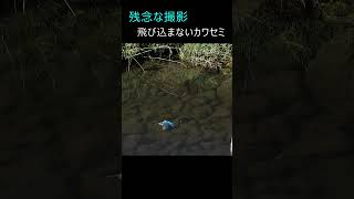 残念な撮影：飛び込まないカワセミ  #shorts  #カワセミ #Kingfisher