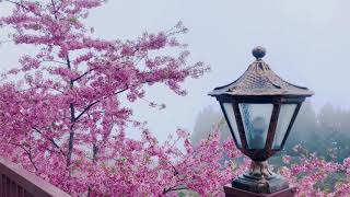 Lala Mountain Taiwan Cherry Blossom Late Upload