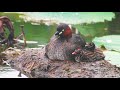 parent child little grebe