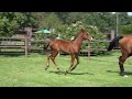 charmant chacfly ps x lord chin filly