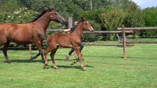 CHARMANT (CHACFLY PS x LORD CHIN) - filly