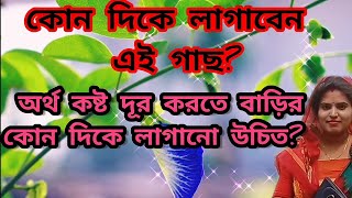 অর্থ কষ্ট দূর করতে নীল অপরাজিতার গাছ কোনদিন বাড়ির কোন দিকে লাগান উচিত?বাস্তুশাস্ত্র।Vastu tips of