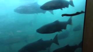 Bonneville Dam fish ladder window