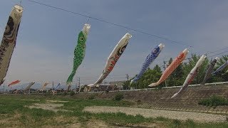 鯉吹かし～阪内川