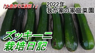 2022年のズッキーニ栽培記録、家庭菜園2022