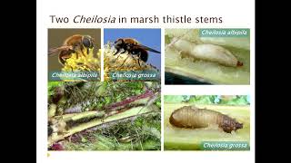 An introduction to hoverflies (Syrphidae) and the Hoverfly Recording Scheme
