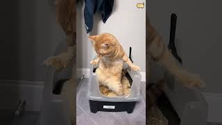 The first one!!!🤣🤣🐱#funnycats #funnyanimals #petvideos #cat #catsoftiktok #fyp