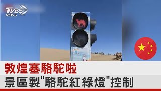 敦煌塞駱駝啦 景區製「駱駝紅綠燈」控制｜TVBS新聞 @internationalNewsplus