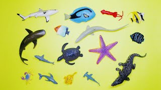 Collect 7 Sea Animals Clown Fish, Hammerhead Shark, Orca Whale, Hermit Crab, Goblin Shark, Sailfish