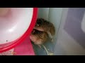 倉鼠互推不停 合養注意事項 how to deal with fighting hamsters