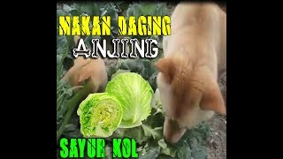 Viral Lagu S4YUR K0L - Versi Boc4h || cover dari PUNXGOARAN || Daging 4nj1ng