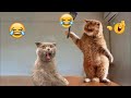 Guilty Dog and cat is so funny😻🐶Try Not to Laugh😹2024