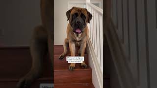 My Dog is SO GIANT That he Rests halfway Down The Stairs #dog #dogs #cutedog #funnydogs #shorts