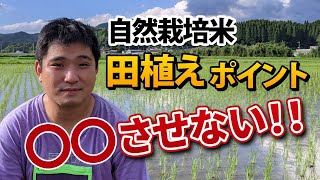 八神米｜自然栽培米の田植えで気をつけているポイント｜熊本県和水町｜菅原陽介（自然栽培米専門店ナチュラルスタイル）