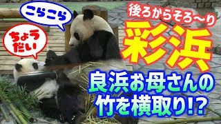 おてんば彩浜🐼🌈ちゃん❗良浜🐼🌹お母さんの竹をこっそり横取り😜仲良くじゃれあいも❗❗ジャイアントパンダ アドベンチャーワールド ぱんだふる動画 AnimalVideo Giant panda